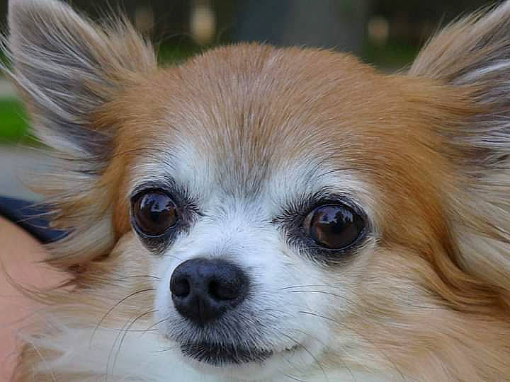 Hindi participe au concours pour gagner de l'argent avec cette photo : canidae, carnivore, chihuahua, companion_dog, corgi_chihuahua, dog, dog_breed, dog_supply, ear, eye, fawn, fur, head, snout, sporting_group, terrestrial_animal, toy_dog, volpino_italiano, whiskers, wildlife