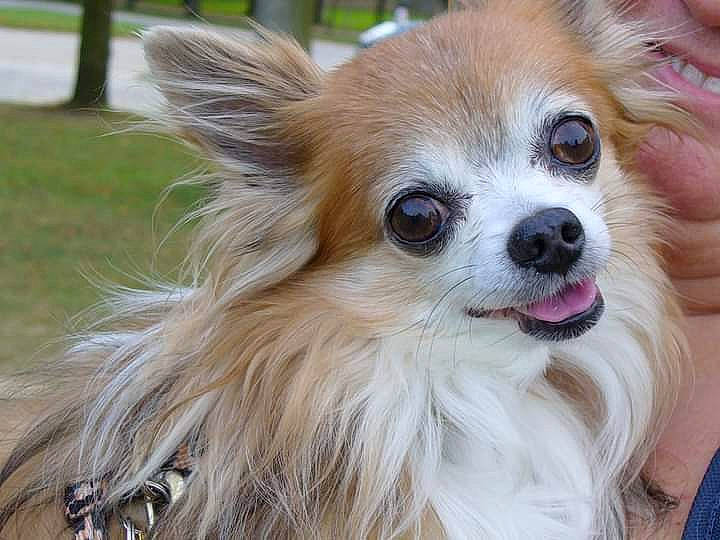 Hindi participe au concours pour gagner de l'argent avec cette photo : canidae, carnivore, companion_dog, dog, dog_breed, dog_supply, ear, fawn, fur, german_spitz, german_spitz_klein, german_spitz_mittel, grass, liver, snout, spitz, sporting_group, toy_dog, volpino_italiano, whiskers