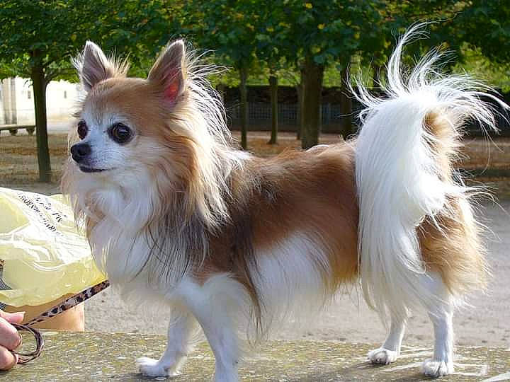 Hindi a rejoint le concours — aidez-le/la à gagner de superbes lots ! canidae, carnivore, collar, companion_dog, dog, dog_breed, dog_supply, fawn, fur, german_spitz, grass, liver, papillon, plant, snout, sporting_group, toy_dog, tree, whiskers, working_animal