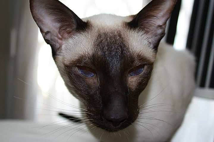 Angel a rejoint le concours — aidez-le/la à gagner de superbes lots ! balinese, carnivore, cat, domestic_short_haired_cat, event, fawn, felidae, fur, siamese, small_to_medium_sized_cats, snout, terrestrial_animal, thai, whiskers, wildlife