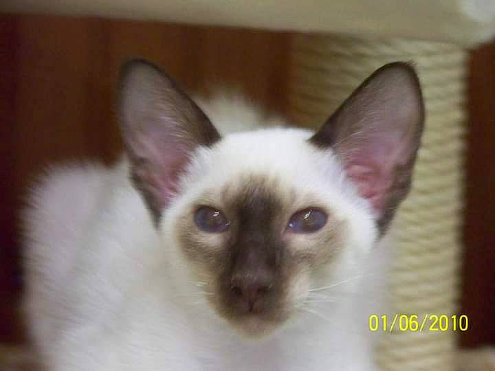 Angel a rejoint le concours — aidez-le/la à gagner de superbes lots ! balinese, carnivore, cat, felidae, fur, siamese, small_to_medium_sized_cats, snout, whiskers