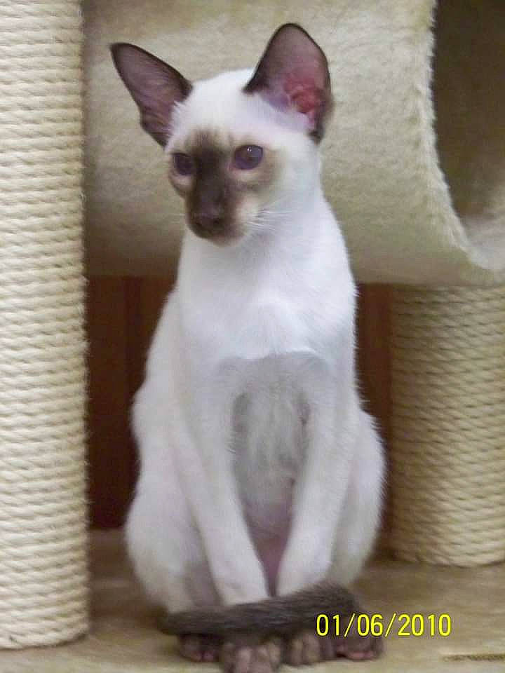 Angel participe au concours pour gagner de l'argent avec cette photo : balinese, carnivore, cat, domestic_short_haired_cat, fawn, felidae, fur, siamese, small_to_medium_sized_cats, snout, tail, thai, whiskers