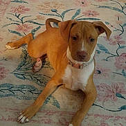 Brandy is registered to the contest to win money with this photo: dog, puppy, tan, white, collar, pet, indoor, rug, floral_pattern, laying_down, curious, young, ears, paw, floor, home, animal, cute, domestic, attention