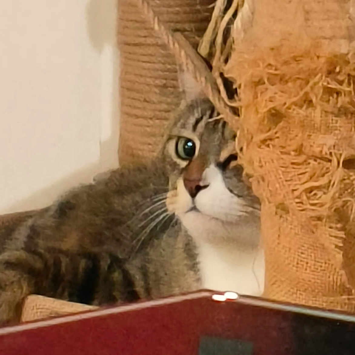 Billie participe au concours pour gagner de l'argent avec cette photo : animal, cat, claw, closeup, cozy, curious, eye, feline, fur, hiding, household, indoor, paws, pet, playful, resting, scratching_post, tabby, texture, whiskers