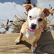 Daisy joined the competition — help win amazing prizes! dog, puppy, small_dog, outdoor, wooden_deck, leaves, dry_leaves, concrete, sunlight, curious, pink_collar, spiked_collar, pet, animal, canine, close_up, brown_and_white, ears_up, daytime, nature