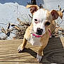 dog, puppy, small_dog, outdoor, wooden_deck, leaves, dry_leaves, concrete, sunlight, curious, pink_collar, spiked_collar, pet, animal, canine, close_up, brown_and_white, ears_up, daytime, nature