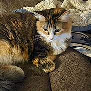 Patches joined the competition — help win amazing prizes! cat, feline, fluffy, brown_couch, blanket, indoor, pet, domestic_animal, fur, whiskers, relaxed, resting, animal, tabby, calico, close_up, seated, cozy, household, companion