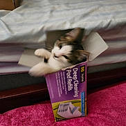 Thumper is registered to the contest to win money with this photo: cat, box, purple_box, blurred, carpet, pink_carpet, bed, bedding, pet, animal, indoor, playful, fur, whiskers, ears, paws, close_up, cute, feline, household