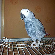 Jacot participe au concours pour gagner de l'argent avec cette photo :