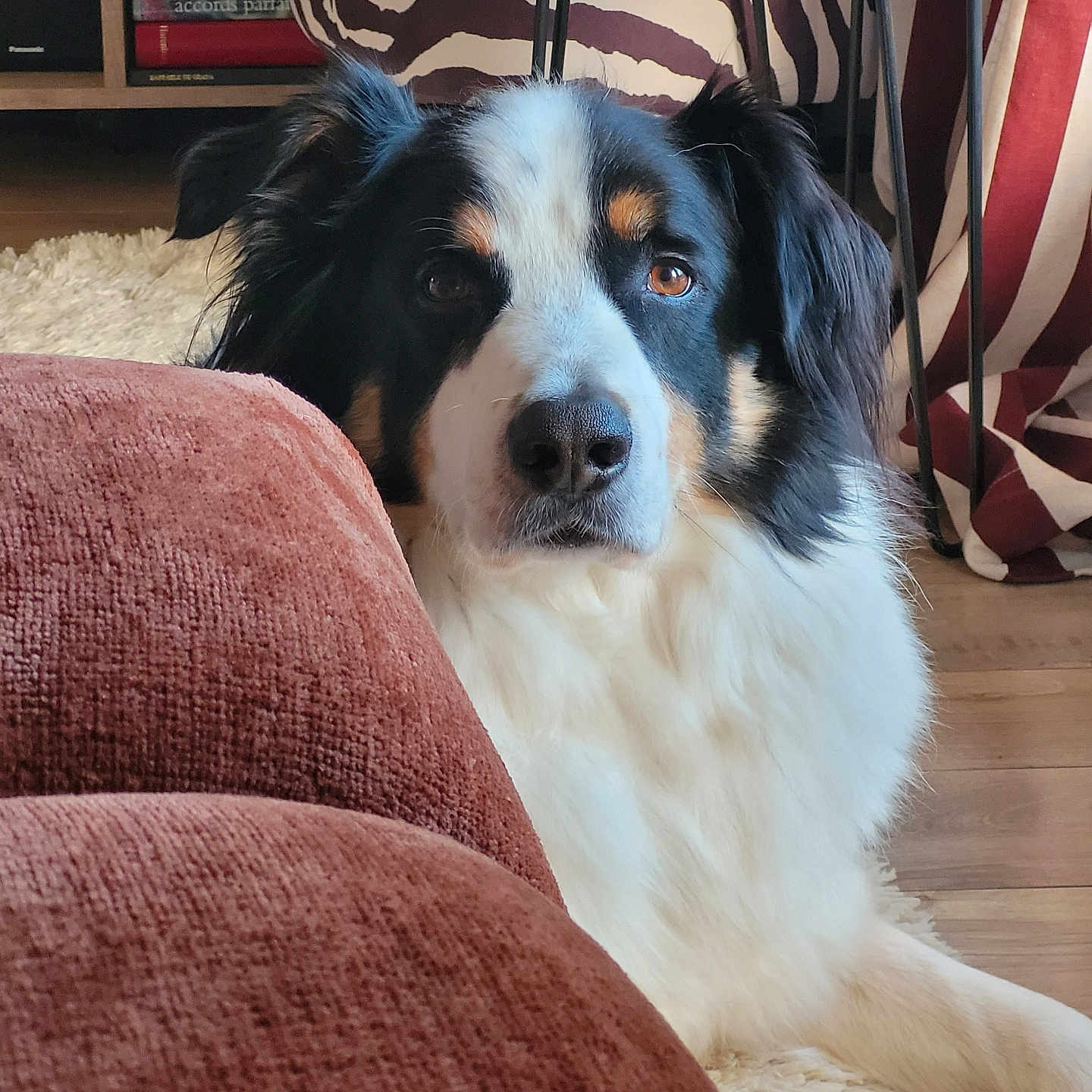 Rosco a rejoint le concours — aidez-le/la à gagner de superbes lots ! dog, indoor, couch, rug, zebra_pattern, furniture, flooring, pet, animal, relaxed, black, white, tan, fur, looking, home, cozy, chair, bookshelf, quiet