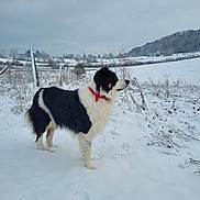 Rosco a rejoint le concours — aidez-le/la à gagner de superbes lots ! dog, snow, winter, field, red_collar, black_and_white, outdoor, animal, canine, nature, landscape, fence, cloudy_sky, trees, grass, quiet, standing, cold, rural, scenery