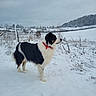 dog, snow, winter, field, red_collar, black_and_white, outdoor, animal, canine, nature, landscape, fence, cloudy_sky, trees, grass, quiet, standing, cold, rural, scenery