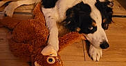 Rosco participe au concours pour gagner de l'argent avec cette photo : animal, black_and_white, companion, cute, dog, domestic, flooring, fur, home, indoor, lying_down, monkey_toy, paw, pet, playful, relaxed, soft_toy, stuffed_toy, toy, wooden_floor