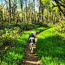 Rosco participe au concours pour gagner de l'argent avec cette photo : dog, black_and_white, forest, path, grass, trees, sunlight, outdoor, nature, animal, canine, walking, greenery, daylight, summer, happy, tongue_out, trail, woods, scenic
