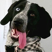 Cash joined the competition — help win amazing prizes! dog, black_and_white, close_up, face, tongue, open_mouth, panting, blue_eye, brown_eye, collar, pink_tongue, pet, portrait, canine, fur, indoors, funny, goofy, head, animal