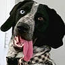 dog, black_and_white, close_up, face, tongue, open_mouth, panting, blue_eye, brown_eye, collar, pink_tongue, pet, portrait, canine, fur, indoors, funny, goofy, head, animal