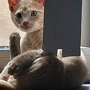 Caramelo is registered to the contest to win money with this photo: animal, carpet, cat, closeup, curious, cute, domestic, ears, feline, floor, fur, indoor, light, looking, pet, relaxed, shadow, tail, whiskers, window