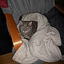Anis a rejoint le concours — aidez-le/la à gagner de superbes lots ! cat, blanket, chair, wood, furniture, indoor, pet, animal, cozy, gray_cat, fur, resting, warm, soft, comfort, home, domestic, flash, eyes, night