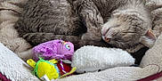 Anis participe au concours pour gagner de l'argent avec cette photo : cat, sleeping, pet_bed, gray_tabby, plush, toys, cozy, indoor, curled_up, feline, resting, soft, comfortable, animal, cute, relaxed, fur, whiskers, claws, napping