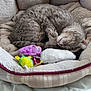 cat, sleeping, pet_bed, gray_tabby, plush, toys, cozy, indoor, curled_up, feline, resting, soft, comfortable, animal, cute, relaxed, fur, whiskers, claws, napping