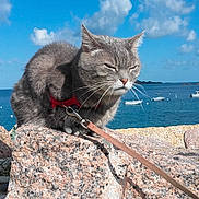 Anis a rejoint le concours — aidez-le/la à gagner de superbes lots ! cat, gray_cat, rock, sea, boating, harness, outdoor, sunlight, blue_sky, clouds, water, nature, pet, animal, leash, coast, daytime, marine, scenic, wildlife