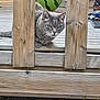 Anis participe au concours pour gagner de l'argent avec cette photo : cat, gray_tabby, wooden_deck, railing, outdoor, ball, watermelon_pattern, pet, animal, curious, feline, nature, wood, planks, summer, daylight, closeup, texture, background, playful