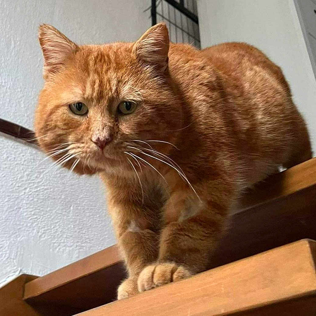 Tony