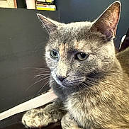 Peach is registered to the contest to win money with this photo: cat, gray_cat, pet, indoor, close_up, feline, animal, resting, whiskers, ears, fur, paw, books, shelf, background, blurred, domestic, cute, calm, portrait