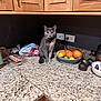 Peach is registered to the contest to win money with this photo: cat, gray_cat, kitchen, countertop, fruit_bowl, oranges, lemons, limes, avocados, cabinet, power_outlet, plastic_bag, food, indoor, pet, curious, sitting, granite, appliance, still_life