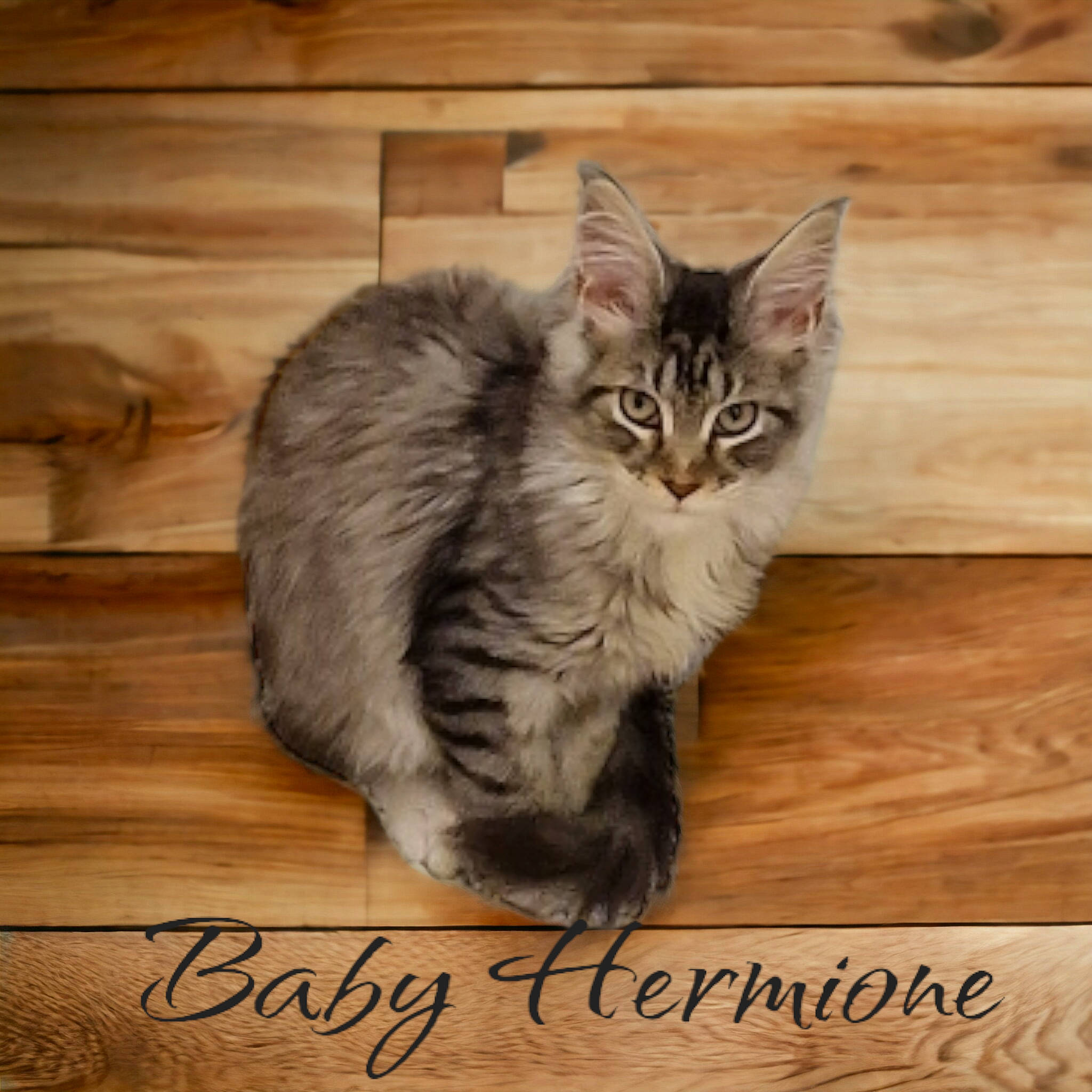 Hermione a rejoint le concours — aidez-le/la à gagner de superbes lots ! carnivore, cat, claw, domestic_short_haired_cat, felidae, flooring, font, fur, handwriting, hardwood, maine_coon, paw, photo_caption, plank, small_to_medium_sized_cats, tail, terrestrial_animal, whiskers, wood, wood_stain