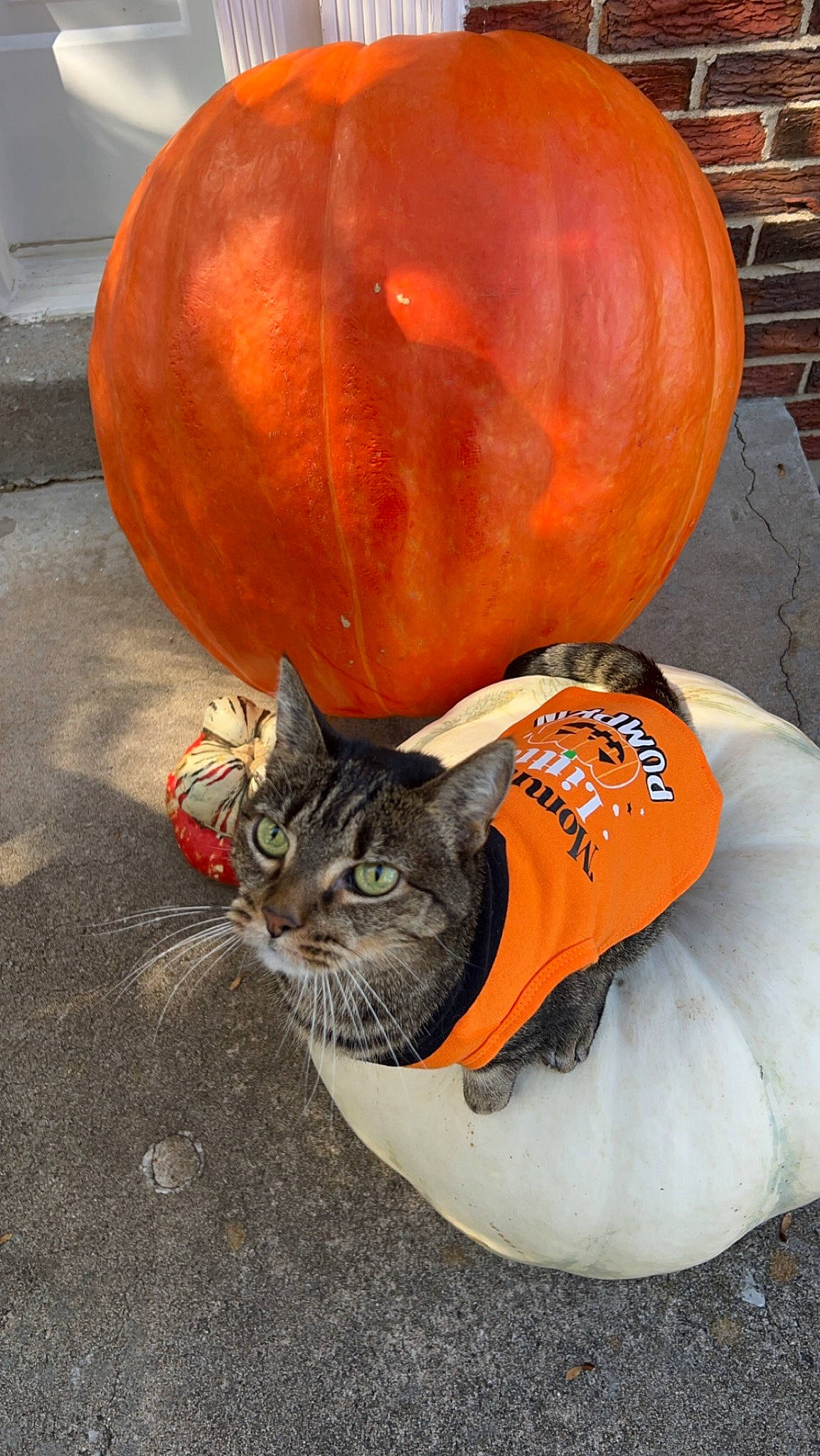 Katrina is registered to the contest to win money with this photo: art, calabaza, carnivore, cat, cucurbita, felidae, gourd, hat, helmet, natural_foods, orange, personal_protective_equipment, produce, pumpkin, small_to_medium_sized_cats, squash, sunglasses, vegetable, whiskers, winter_squash