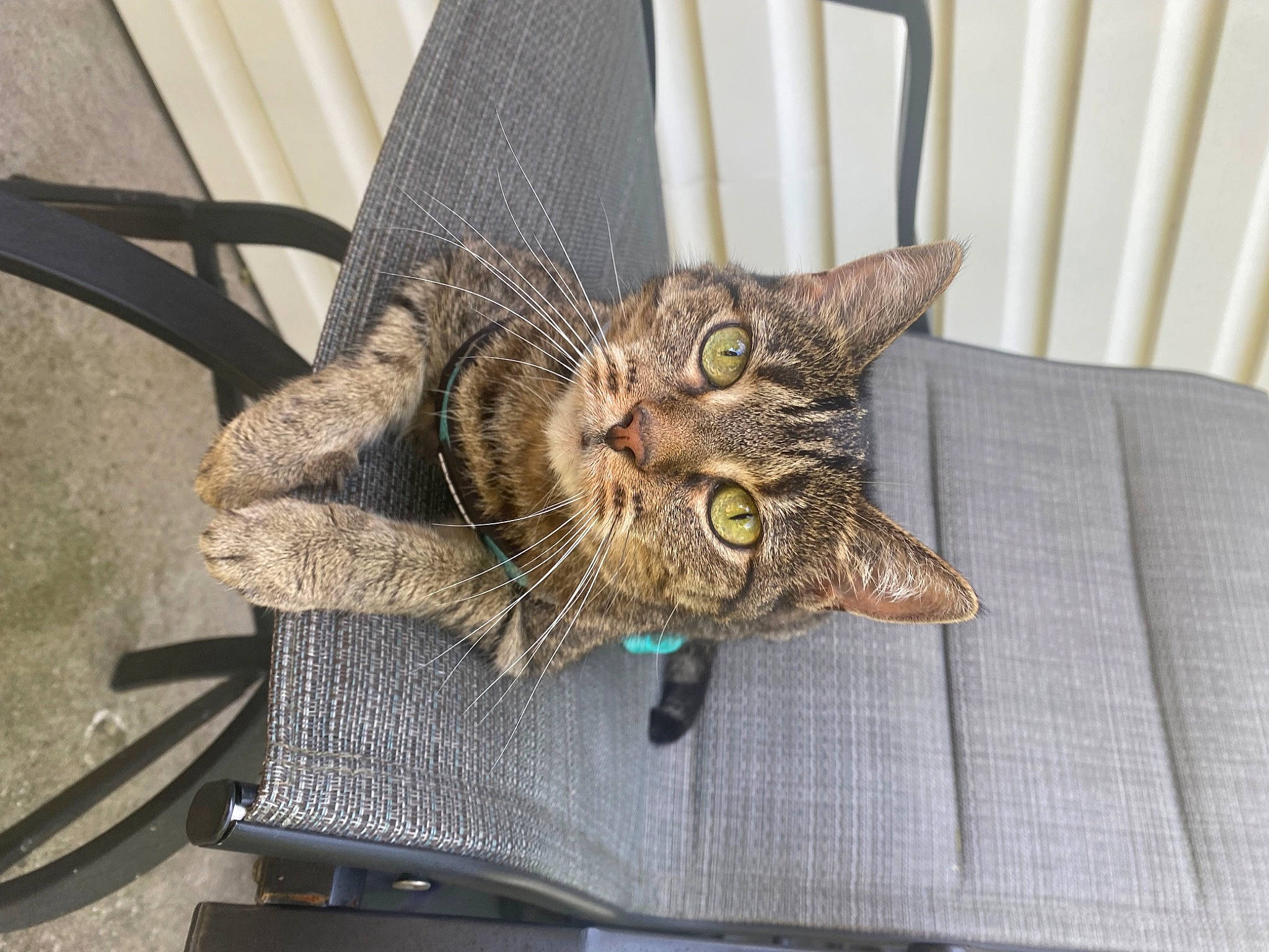 Katrina is registered to the contest to win money with this photo: basket, bicycle_tire, carnivore, cat, comfort, domestic_short_haired_cat, fashion_accessory, felidae, flowerpot, fur, houseplant, metal, pet_supply, plant, small_to_medium_sized_cats, tail, terrestrial_animal, whiskers, wicker