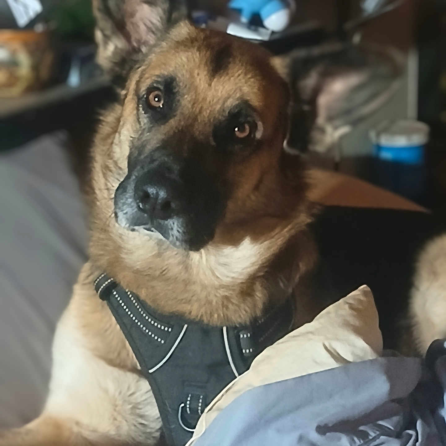 Gunner joined the competition — help win amazing prizes! animal, bodypart, bulldog, canine, cockerspaniel, couch, cushion, dog, furniture, germanshepherd, homedecor, hound, indoors, interiordesign, lamp, mouth, pet, policedog, puppy, snout