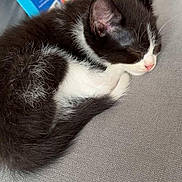 Winnie a rejoint le concours — aidez-le/la à gagner de superbes lots ! kitten, cat, sleeping, black_and_white, fur, pet, cute, animal, indoor, cozy, resting, closeup, soft, young, mammal, whiskers, nap, peaceful, book, fabric