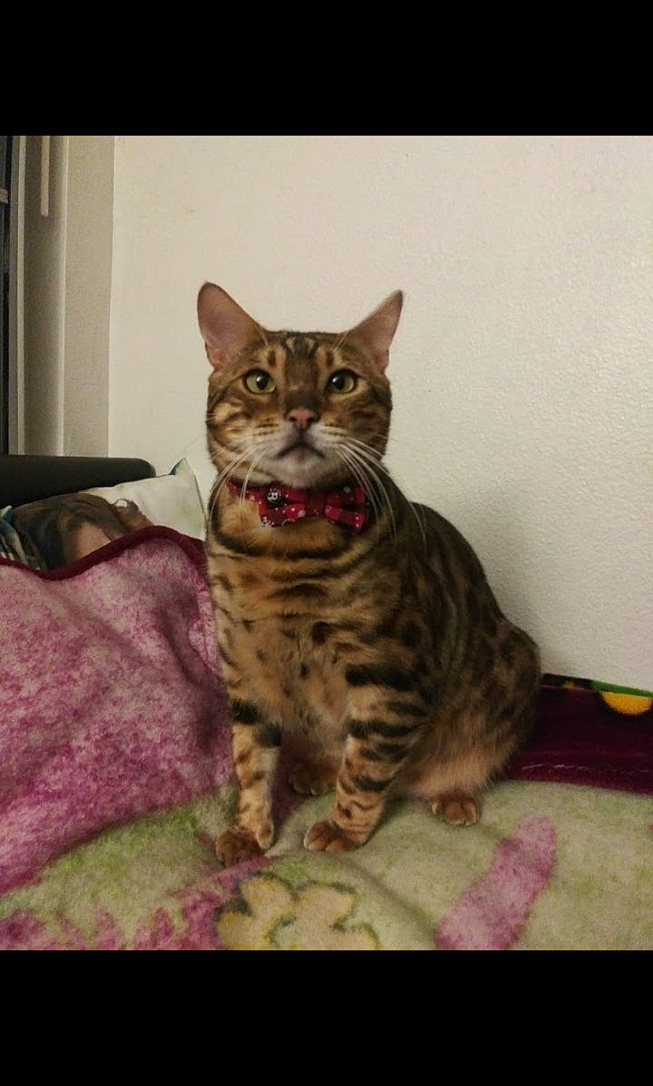 Loki joined the competition — help win amazing prizes! california_spangled, carnivore, cat, domestic_short_haired_cat, fawn, felidae, fur, iris, kitten, linens, mammal, ocicat, paw, small_to_medium_sized_cats, snout, tail, terrestrial_animal, toe, vertebrate, whiskers