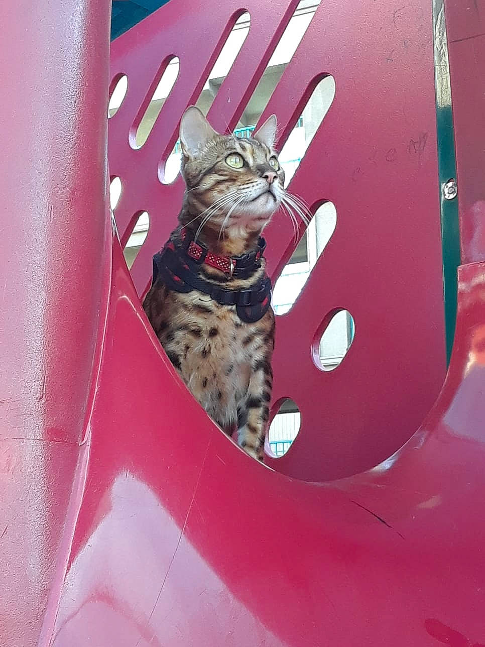 Loki is registered to the contest to win money with this photo: carnivore, cat, domestic_short_haired_cat, felidae, hood, pink, small_to_medium_sized_cats, snout, tabby_cat, terrestrial_animal, whiskers