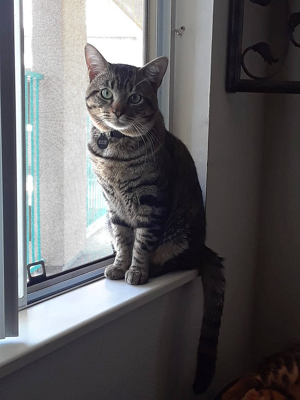 Shadow joined the competition — help win amazing prizes! carnivore, cat, domestic_short_haired_cat, felidae, fixture, fur, grey, pet_supply, small_to_medium_sized_cats, tail, transparent_material, vertebrate, whiskers, window_covering