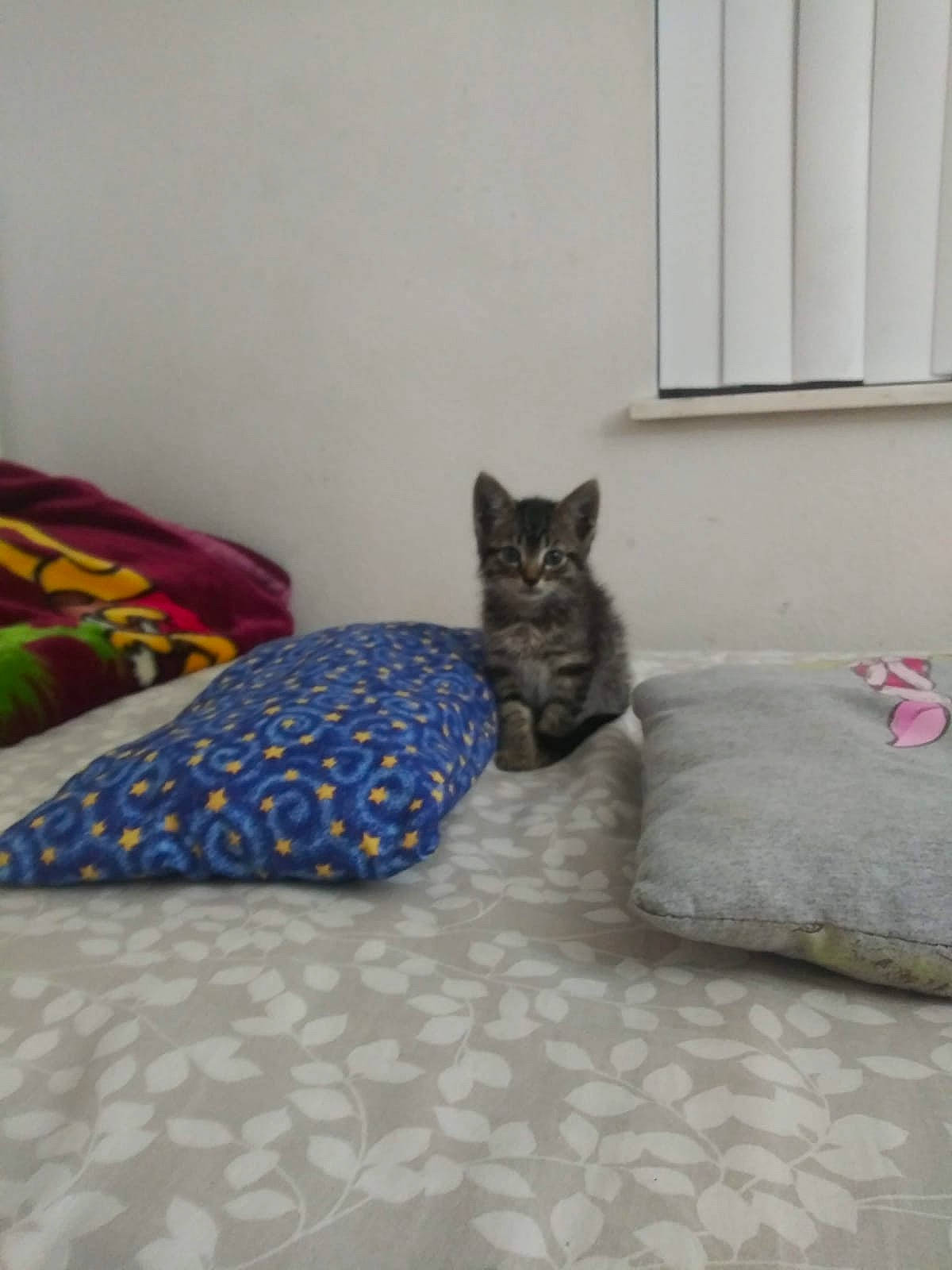 Shadow joined the competition — help win amazing prizes! bedding, carnivore, cat, comfort, domestic_short_haired_cat, felidae, fur, grey, home, linens, mammal, small_to_medium_sized_cats, tail, vertebrate, whiskers