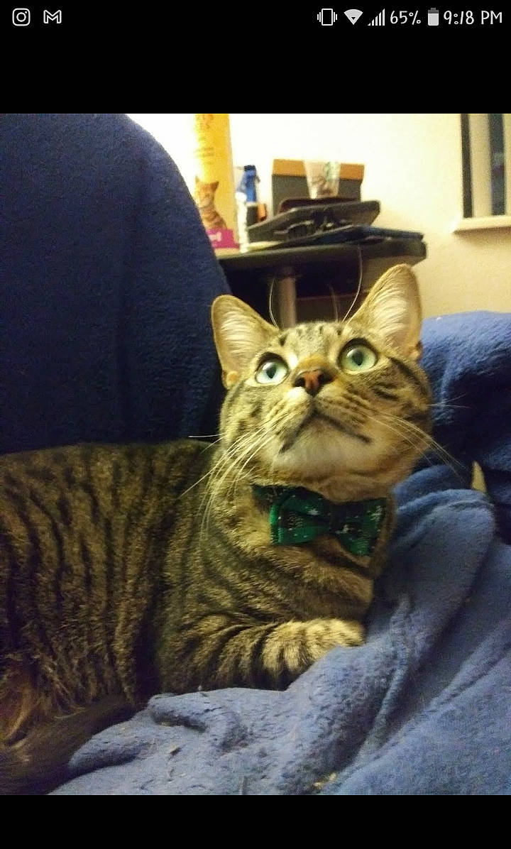 Shadow joined the competition — help win amazing prizes! carnivore, cat, domestic_short_haired_cat, felidae, fur, iris, small_to_medium_sized_cats, snout, sweater, tabby_cat, tongue, tooth, vertebrate, whiskers