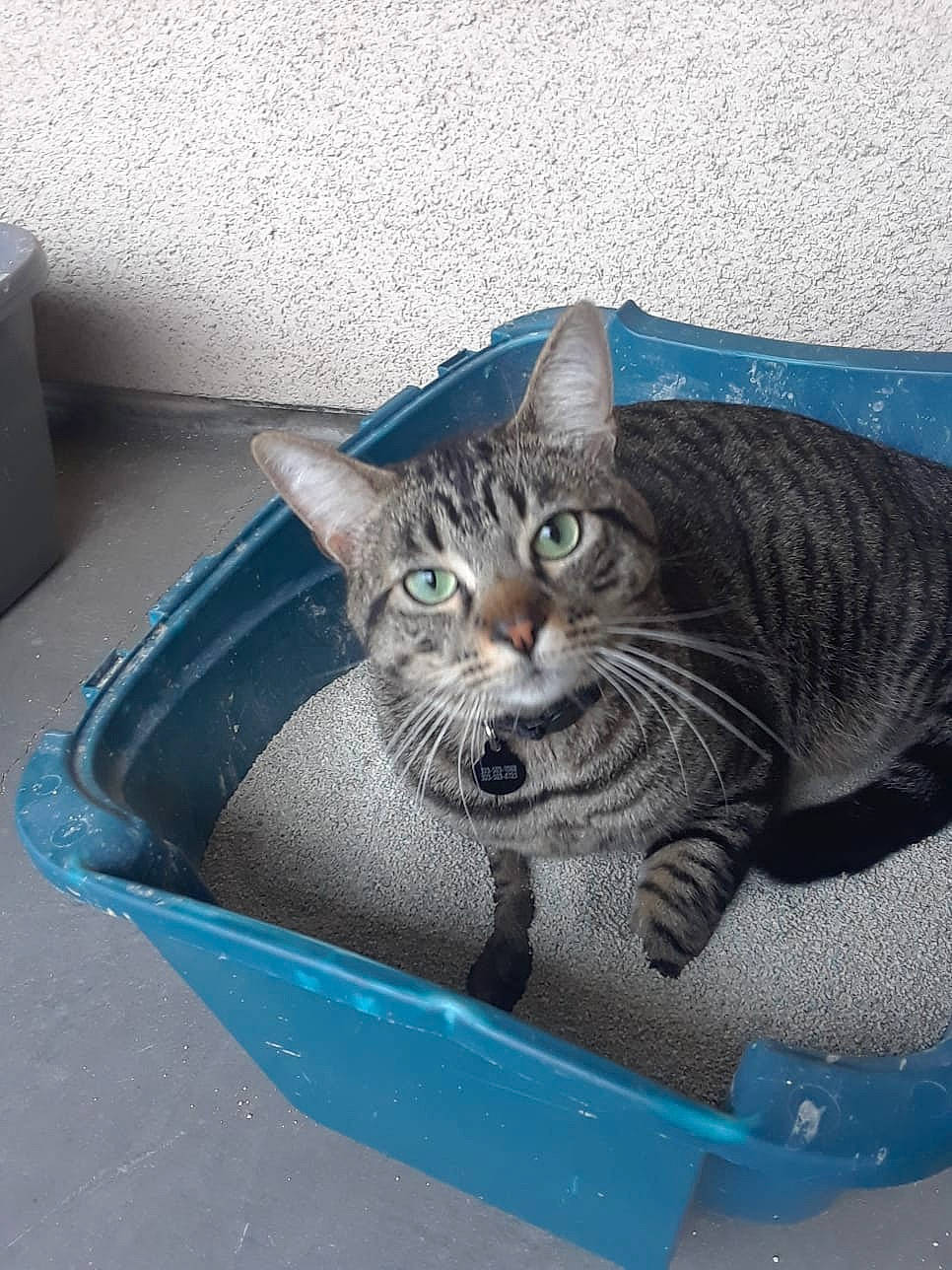 Shadow joined the competition — help win amazing prizes! animal_feed, bowl, carnivore, cat, cat_supply, curious, domestic_short_haired_cat, european_shorthair, felidae, pet_supply, small_to_medium_sized_cats, snout, tabby_cat, vertebrate, whiskers