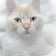 Marcel a rejoint le concours — aidez-le/la à gagner de superbes lots ! cat, close_up, blue_eyes, white_fur, cream_fur, whiskers, pet, animal, feline, portrait, soft_focus, indoor, cute, fluffy, domestic_cat, looking, resting, face, pink_nose, ears