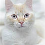 cat, close_up, blue_eyes, white_fur, cream_fur, whiskers, pet, animal, feline, portrait, soft_focus, indoor, cute, fluffy, domestic_cat, looking, resting, face, pink_nose, ears