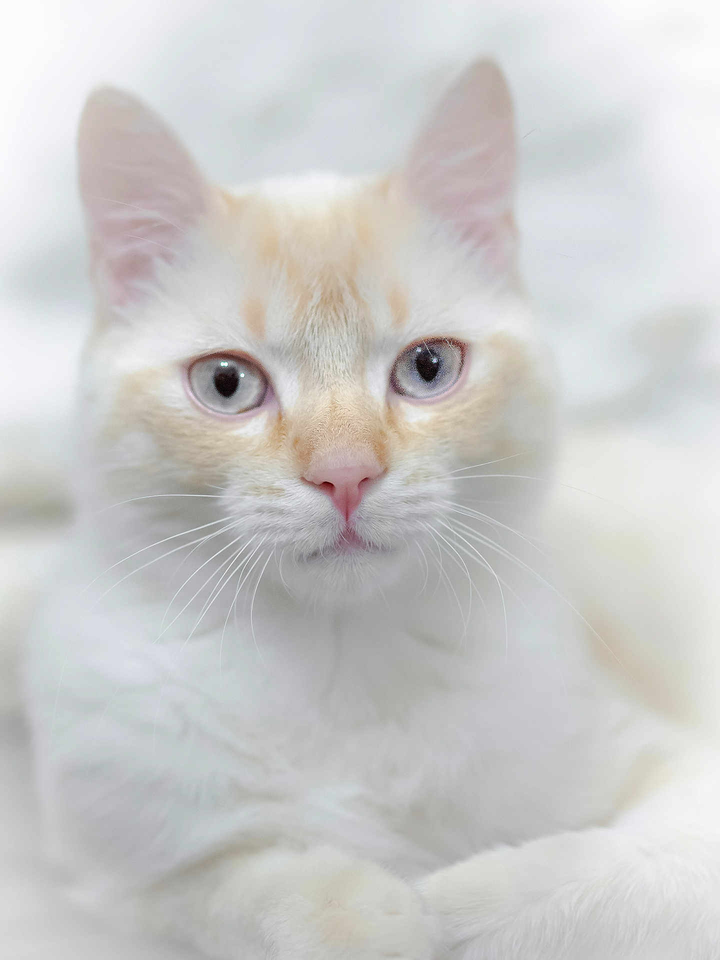 Marcel a rejoint le concours — aidez-le/la à gagner de superbes lots ! cat, close_up, blue_eyes, white_fur, cream_fur, whiskers, pet, animal, feline, portrait, soft_focus, indoor, cute, fluffy, domestic_cat, looking, resting, face, pink_nose, ears