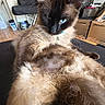 Coco is registered to the contest to win money with this photo: animal, blue_eyes, box, cat, closeup, collar, curious, domestic_animal, floor, fluffy, fur, furniture, home, indoor, mammal, pet, relaxed, resting, siamese_cat, whiskers