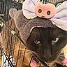 Coco joined the competition — help win amazing prizes! cat, siamese_cat, costume, purple, pink, animal, pet, cage, metal_bars, fur, whiskers, indoor, closeup, blue_eyes, looking, headwear, expression, mammal, domestic_animal, cute