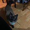 Cane joined the competition — help win amazing prizes! cat, siamese_cat, pets, indoor, wooden_floor, collar, blue_eyes, furniture, chair_legs, shoes, bags, curious, looking_up, domestic_animal, animal, whiskers, tail, flooring, shadow, household