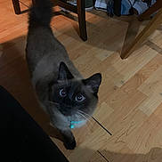 Cane joined the competition — help win amazing prizes! cat, indoor, wooden_floor, curious, blue_collar, chair, shoes, pet, animal, looking_up, feline, domestic_cat, brown_fur, black_face, whiskers, tail, flooring, home, shadow, legs