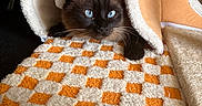 Cane joined the competition — help win amazing prizes! cat, siamese_cat, blue_eyes, pet, animal, feline, cozy, blanket, orange, white, checkered_pattern, indoor, cute, fur, resting, snug, soft, playful, curious, tunnel