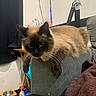 Cane joined the competition — help win amazing prizes! cat, siamese_cat, furniture, couch, armrest, indoor, pet, animal, blue_eyes, fur, whiskers, curious, relaxed, toys, blanket, curtain, wooden_stand, metal_bowls, nunchucks, wall