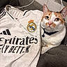 cat, pet, white_cat, orange_spots, collar, bell, sofa, couch, real_madrid_jersey, sportswear, logo, indoor, wall, fabric, close_up, domestic_animal, relaxed, feline, fur, curious
